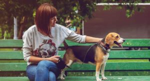 Výcvik psa Bratislava – pokojný tréning na cvičáku pri Stupave